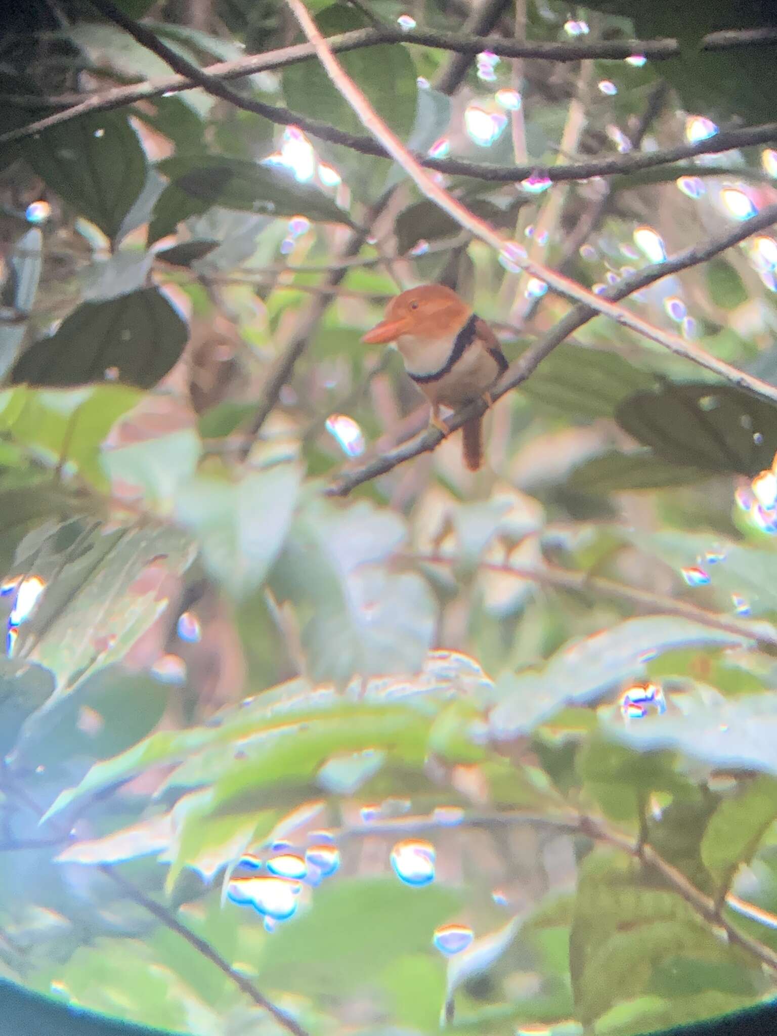 Image of Collared Puffbird