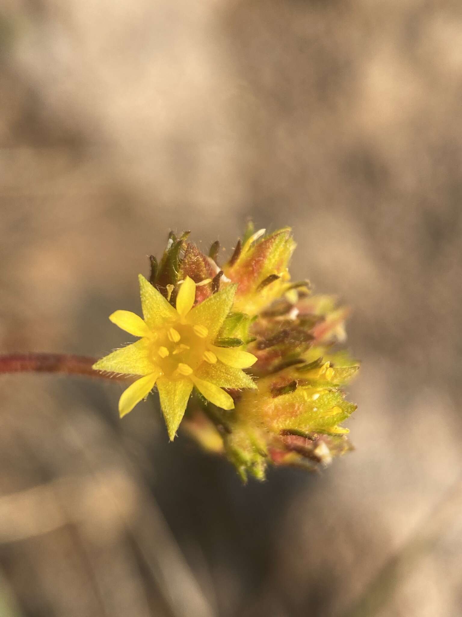 Image de Ivesia gordonii var. ursinorum (Jeps.) Ertter & Reveal