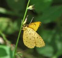 Image of Pentila tropicalis (Boisduval 1847)