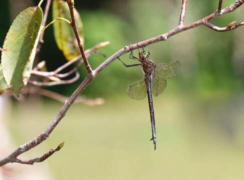 Image of Mocha Emerald