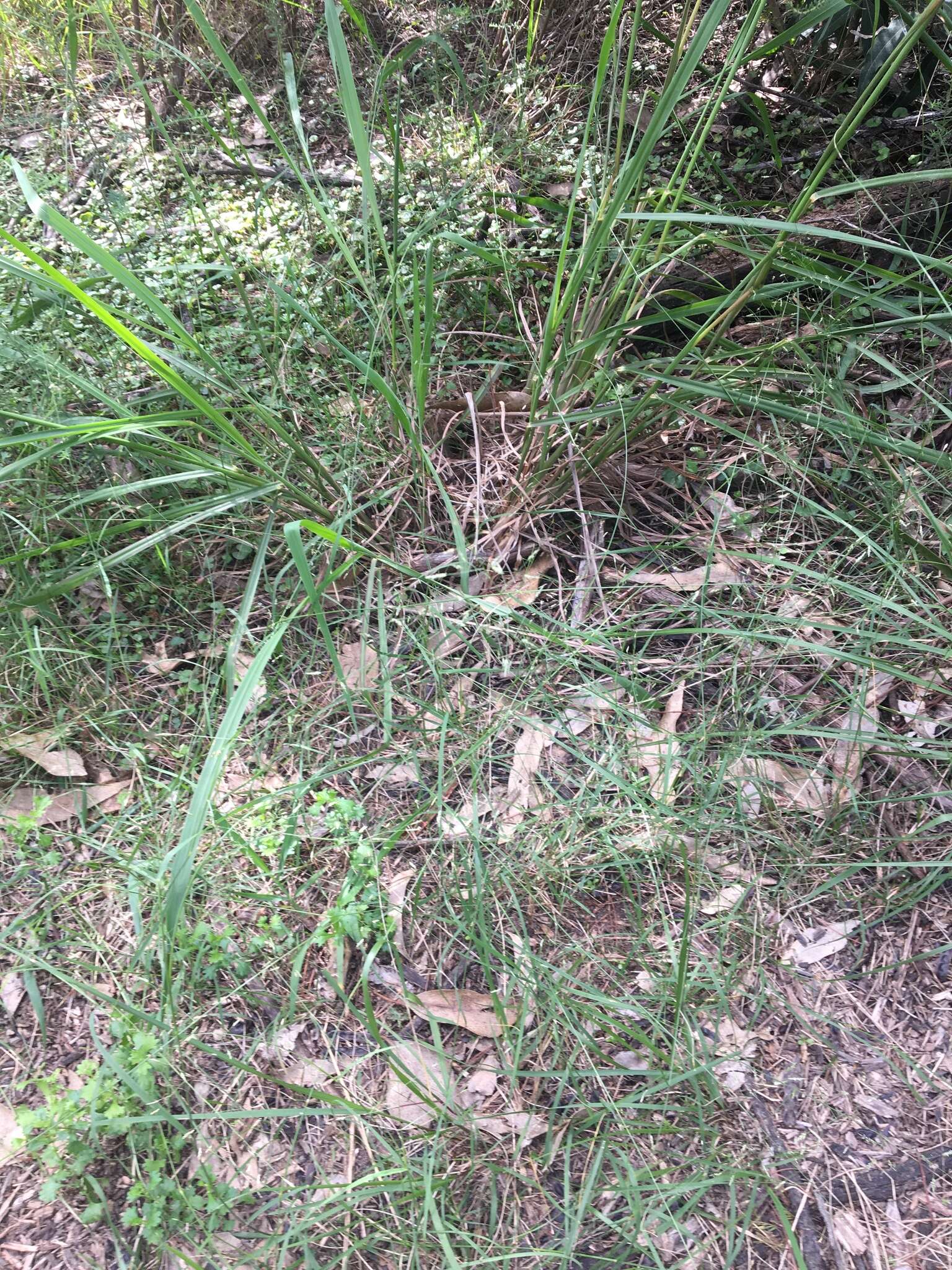 Image of Australian lovegrass