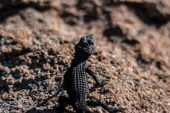 Image of Peers’ Girdled Lizard