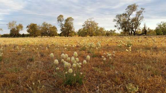 <i>Ptilotus macrocephalus</i>的圖片