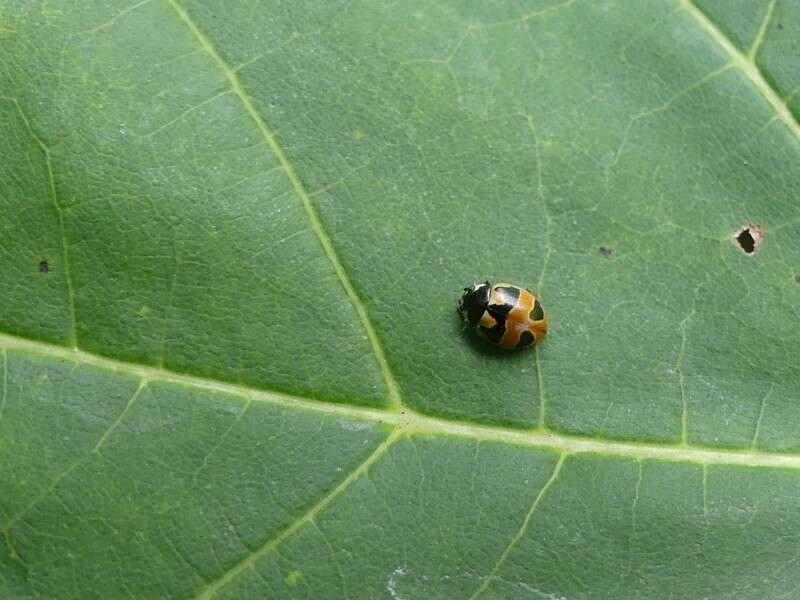 Image of Coccinella hieroglyphica kirbyi Crotch 1874