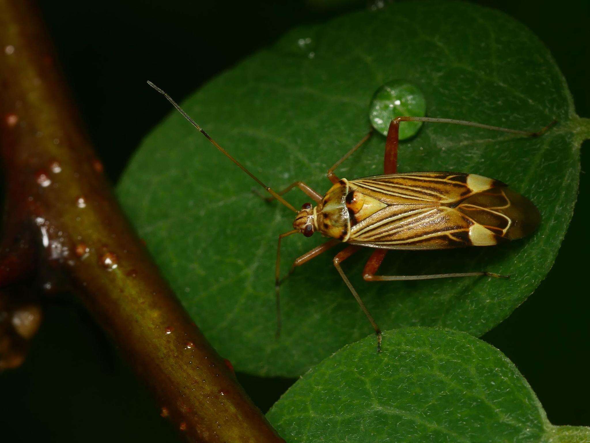 Слика од Rhabdomiris