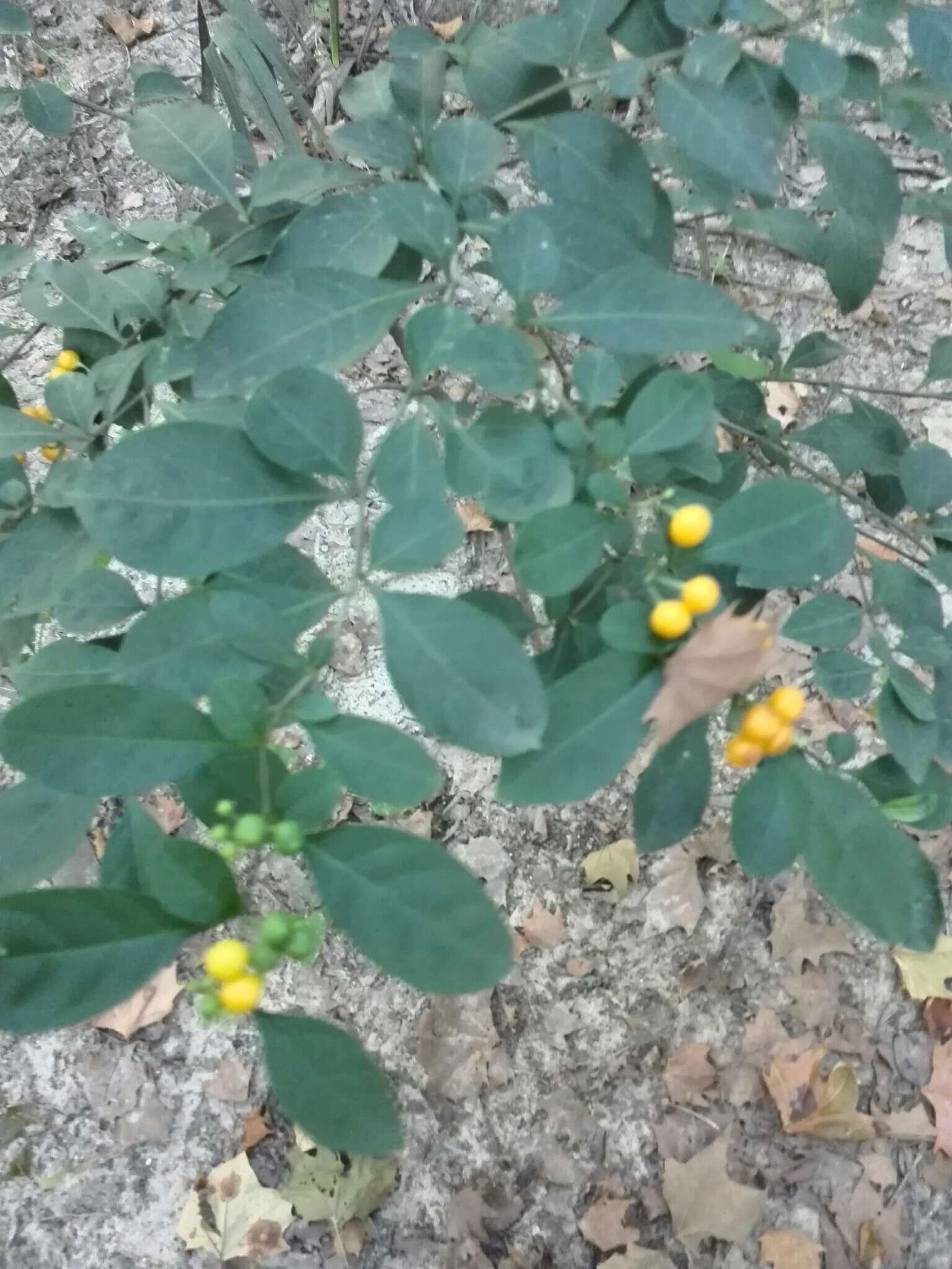 Image of twoleaf nightshade