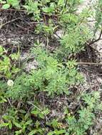 Plancia ëd Dalea villosa var. grisea (Torr. & A. Gray) Barneby