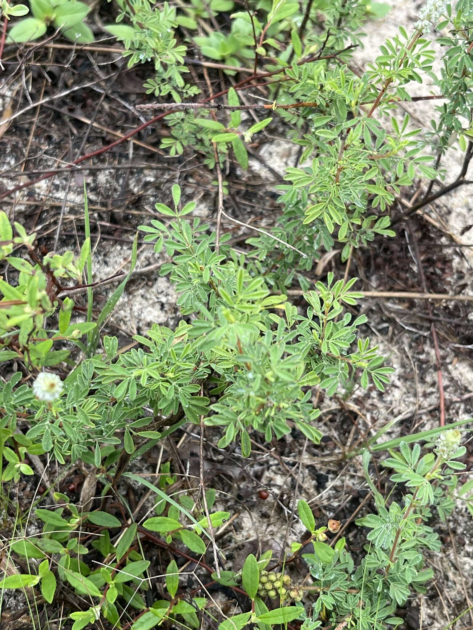 Plancia ëd Dalea villosa var. grisea (Torr. & A. Gray) Barneby