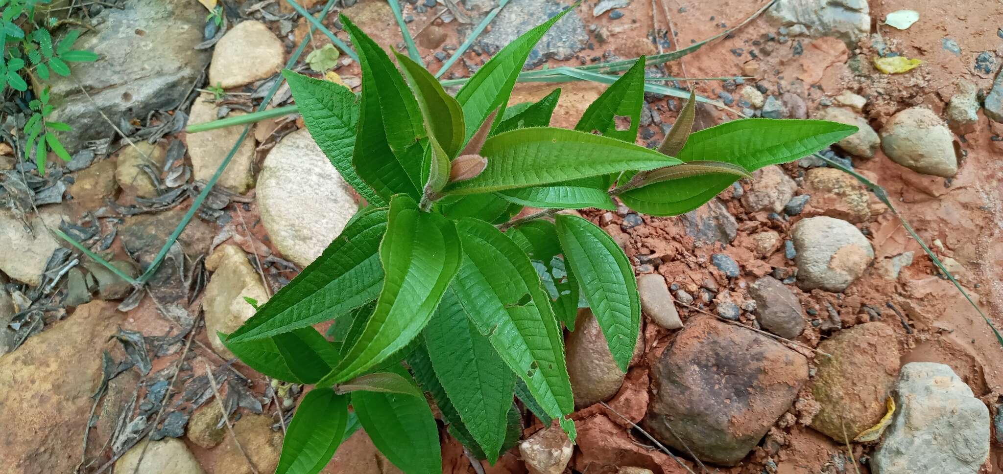 Image of Miconia ibaguensis (Bonpl.) Triana