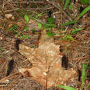 Image of Hemileucoglossum alveolatum (E. J. Durand ex Rehm) Arauzo 2014