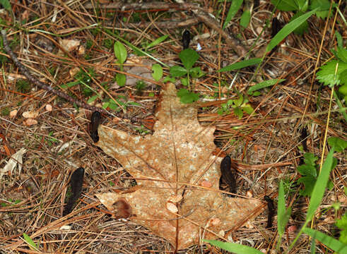 Image of Hemileucoglossum alveolatum (E. J. Durand ex Rehm) Arauzo 2014