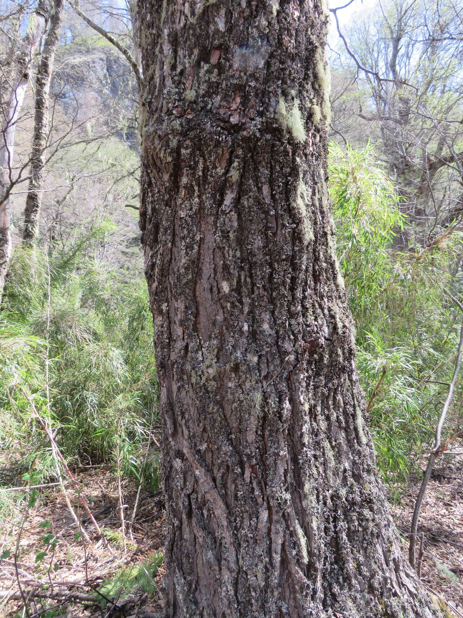 Image de Nothofagus alpina (Poepp. & Endl.) Oerst.