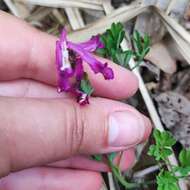 Image of Corydalis buschii Nakai