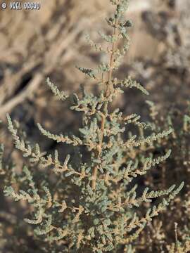 Plancia ëd Caroxylon tetrandrum (Forsk.) Akhani & Roalson