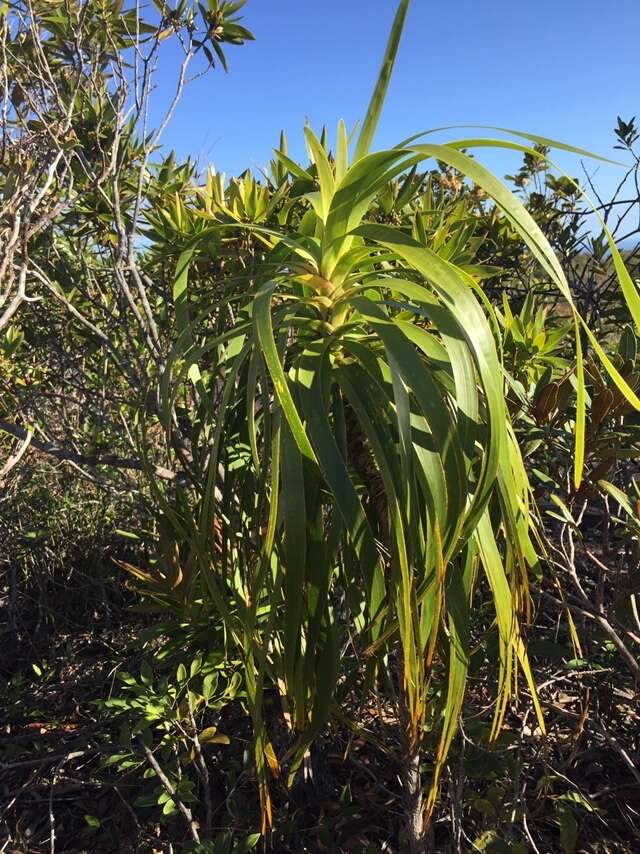 Image de Lomandra insularis Schltr.