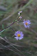 Image of Rhiannon's aster