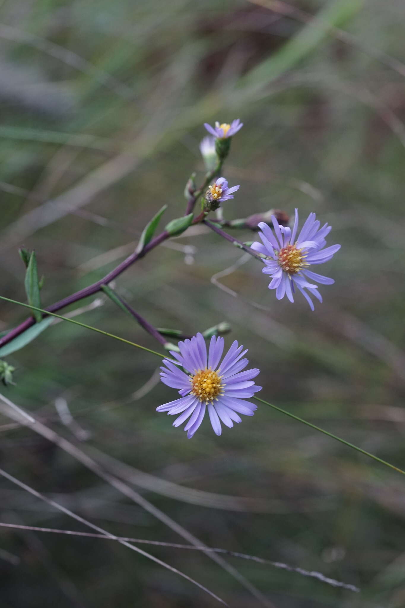 Image of Rhiannon's aster
