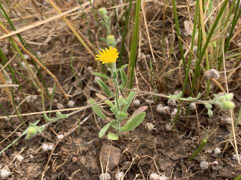 Pulicaria arabica (L.) Cass. resmi