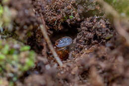 Image of Three-toothed Moss Snail