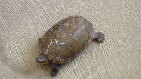 Image of Rough-footed Mud Turtle