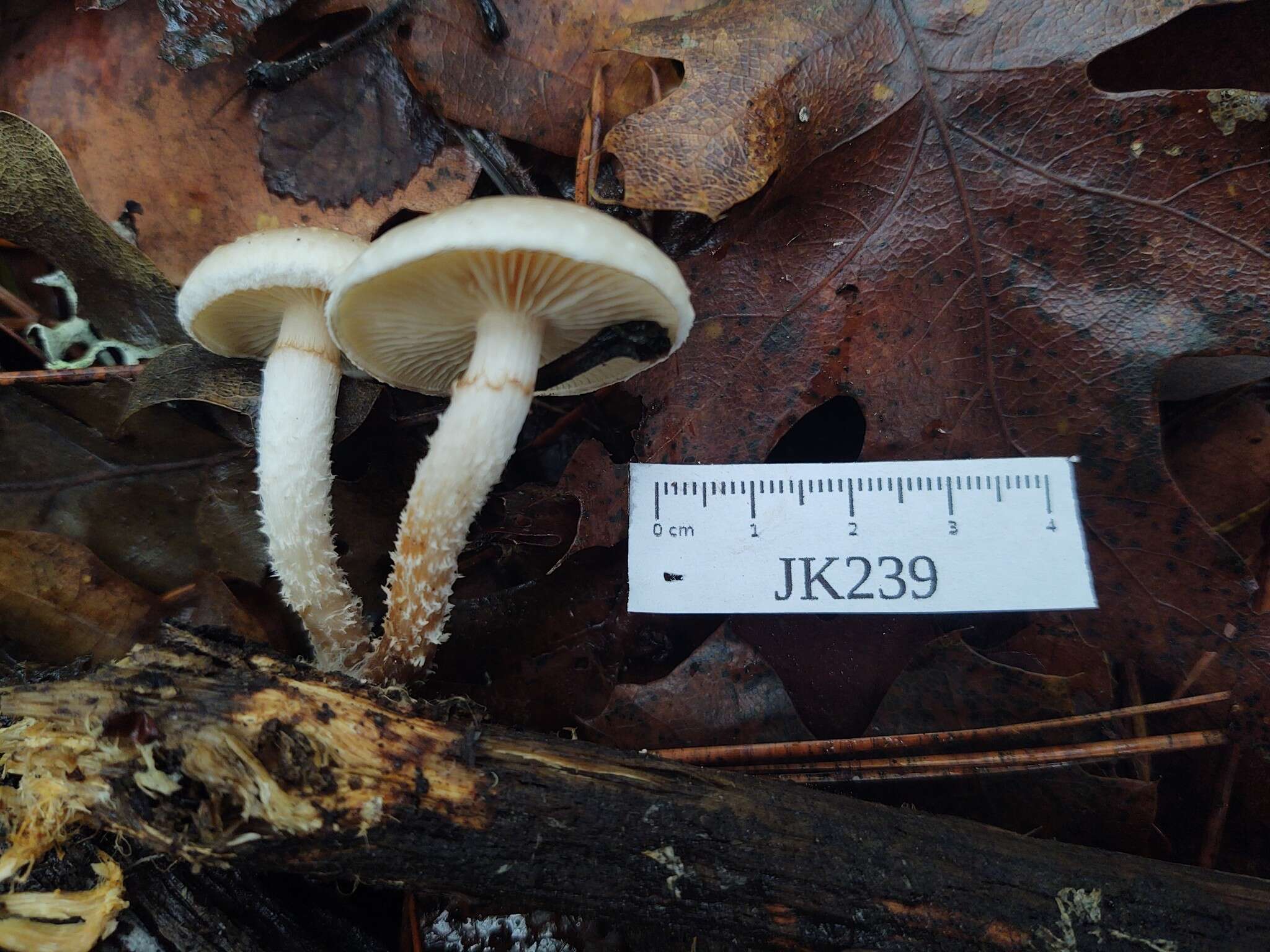 Image of Pholiota decorata (Murrill) A. H. Sm. & Hesler 1968