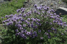 Ziziphora clinopodioides Lam. resmi