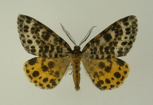 Image of spotted beauty