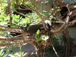 Image of Black Noddy