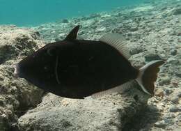 Image of Bluethroat triggerfish