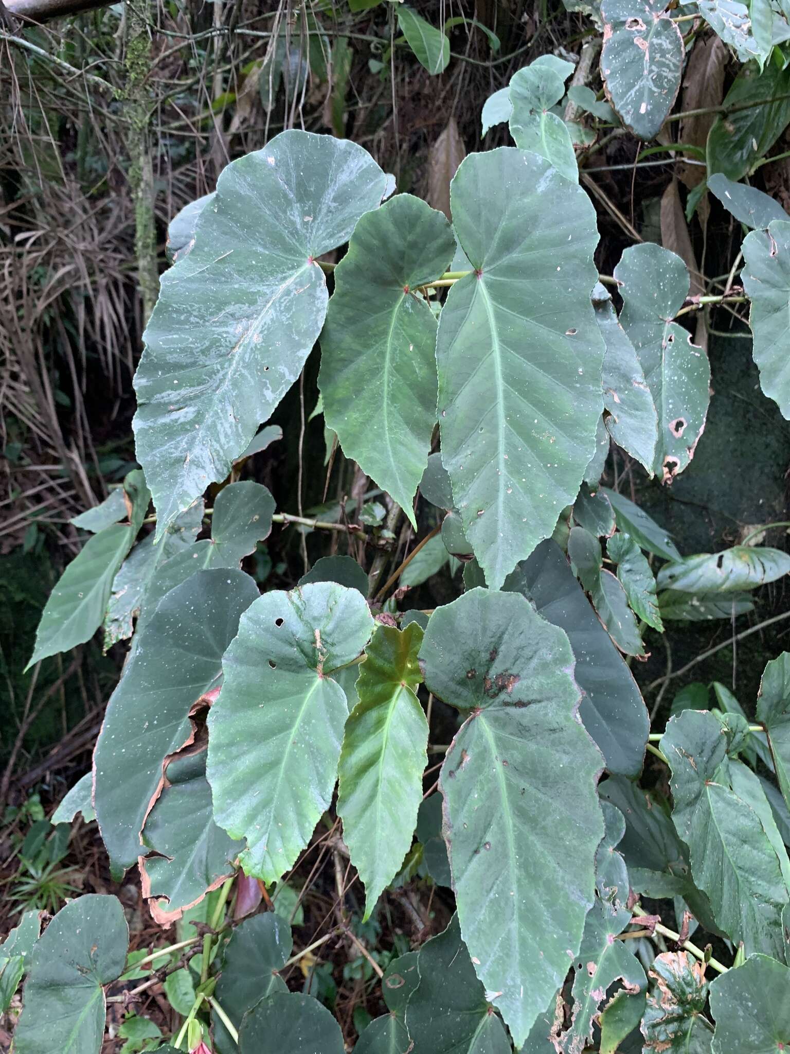 Image of Begonia angularis Raddi