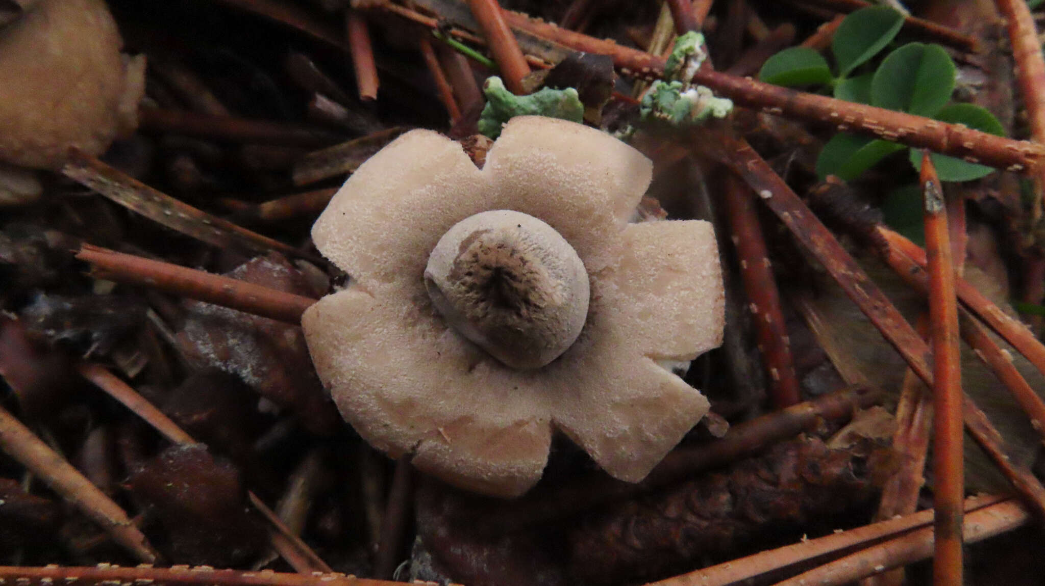 Image of Geastrum elegans Vittad. 1842