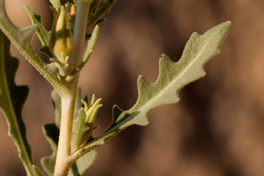 Image of gypsum blazingstar