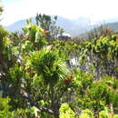 Image of Erica banksia subsp. comptonii (Salter) E. G. H. Oliv. & I. M. Oliv.