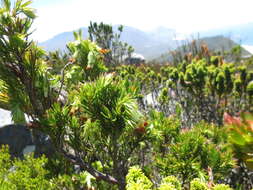 Image of Erica banksia subsp. comptonii (Salter) E. G. H. Oliv. & I. M. Oliv.