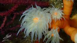 Image of orange tree coral