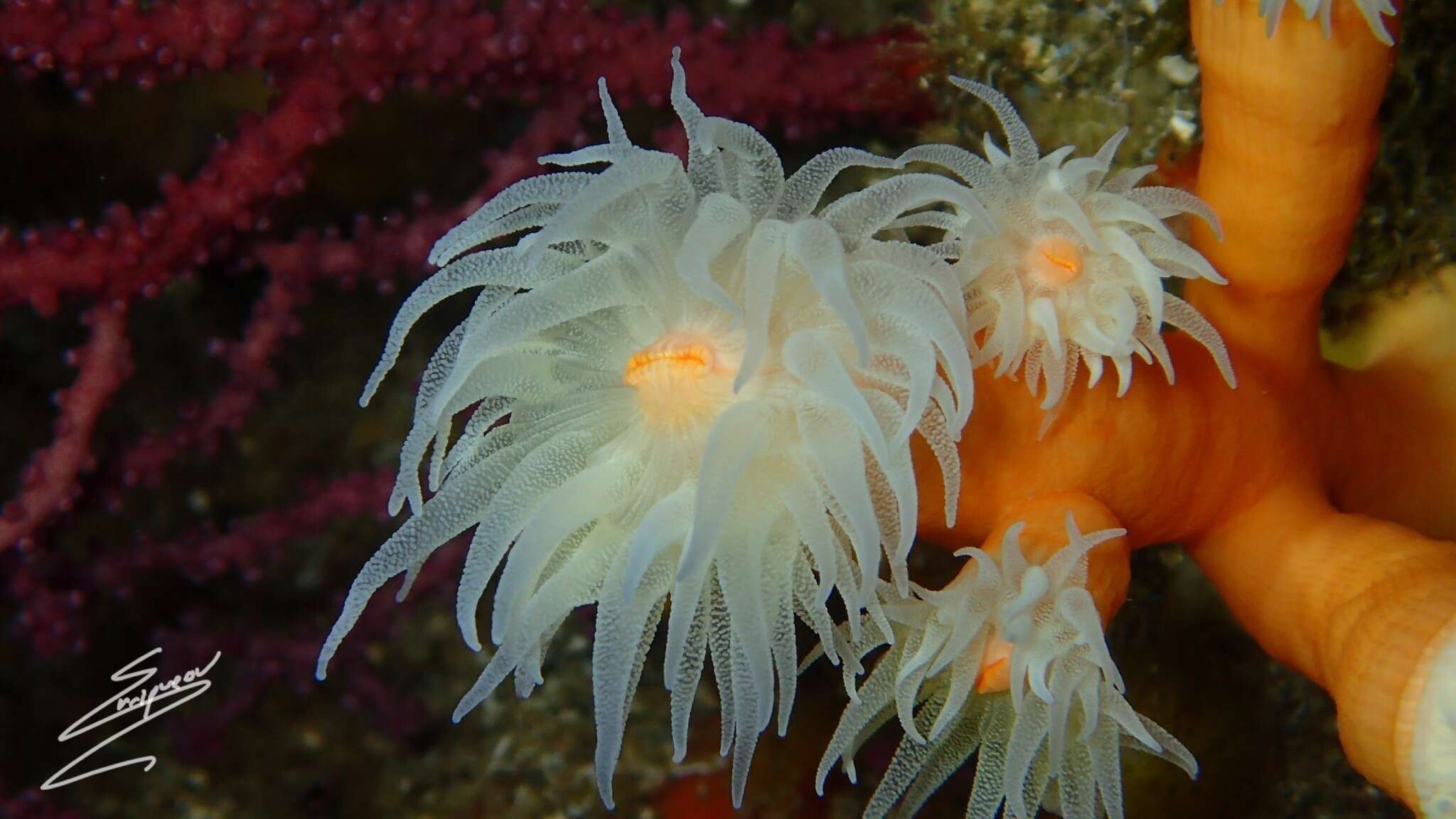 Image of orange tree coral