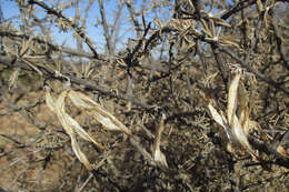 Imagem de Rhigozum brevispinosum Kuntze