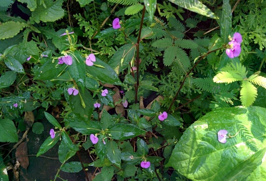 Image of Impatiens minor (DC.) S. S. R. Bennet