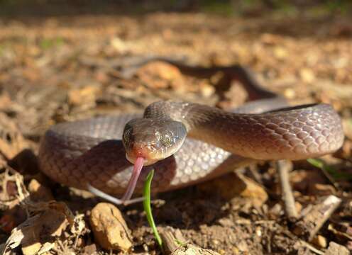 Image of Crotaphopeltis Fitzinger 1843