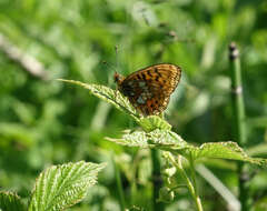 Image of <i>Boloria oscarus</i>