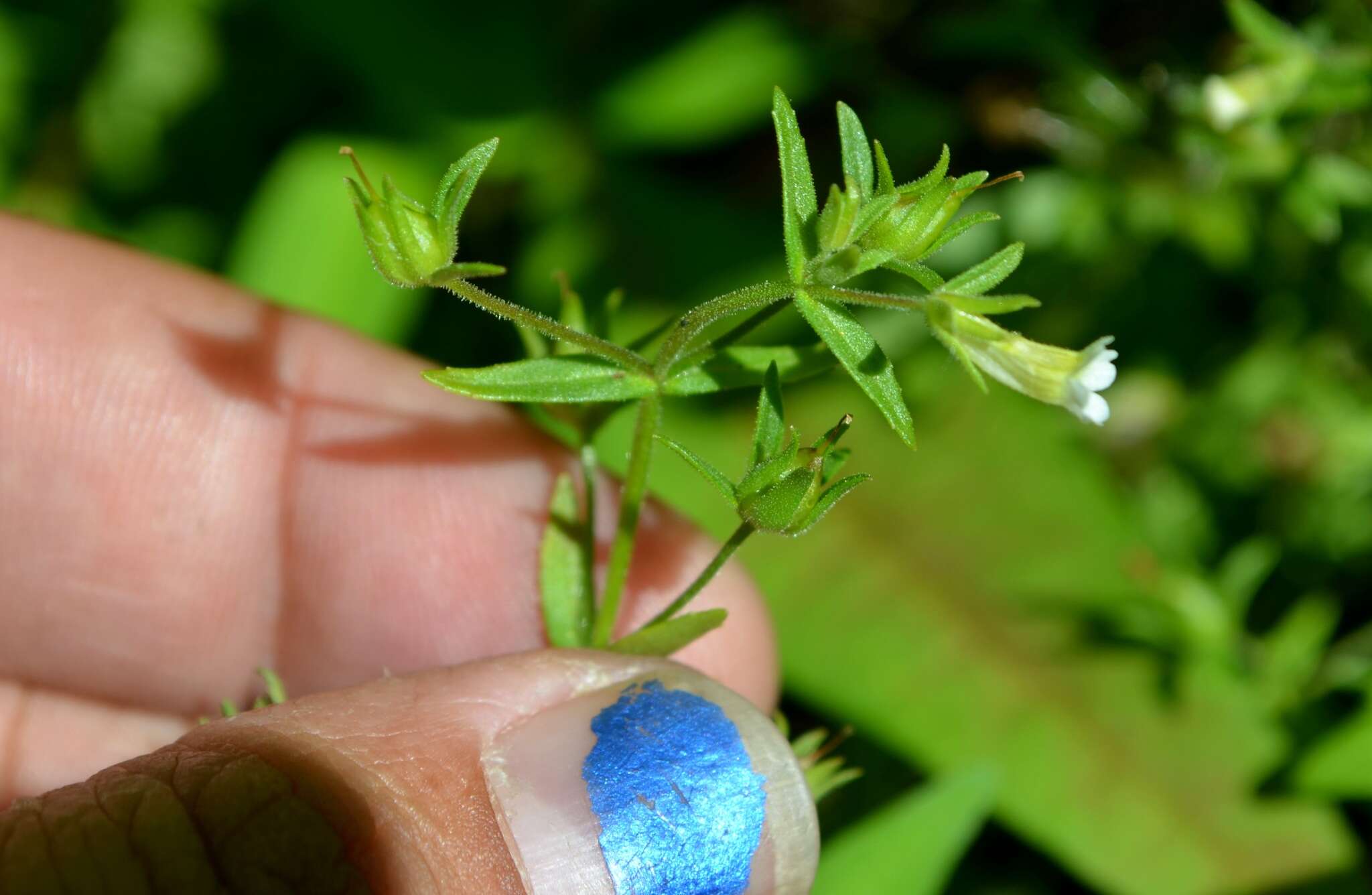 Image de Gratiola neglecta Torr.