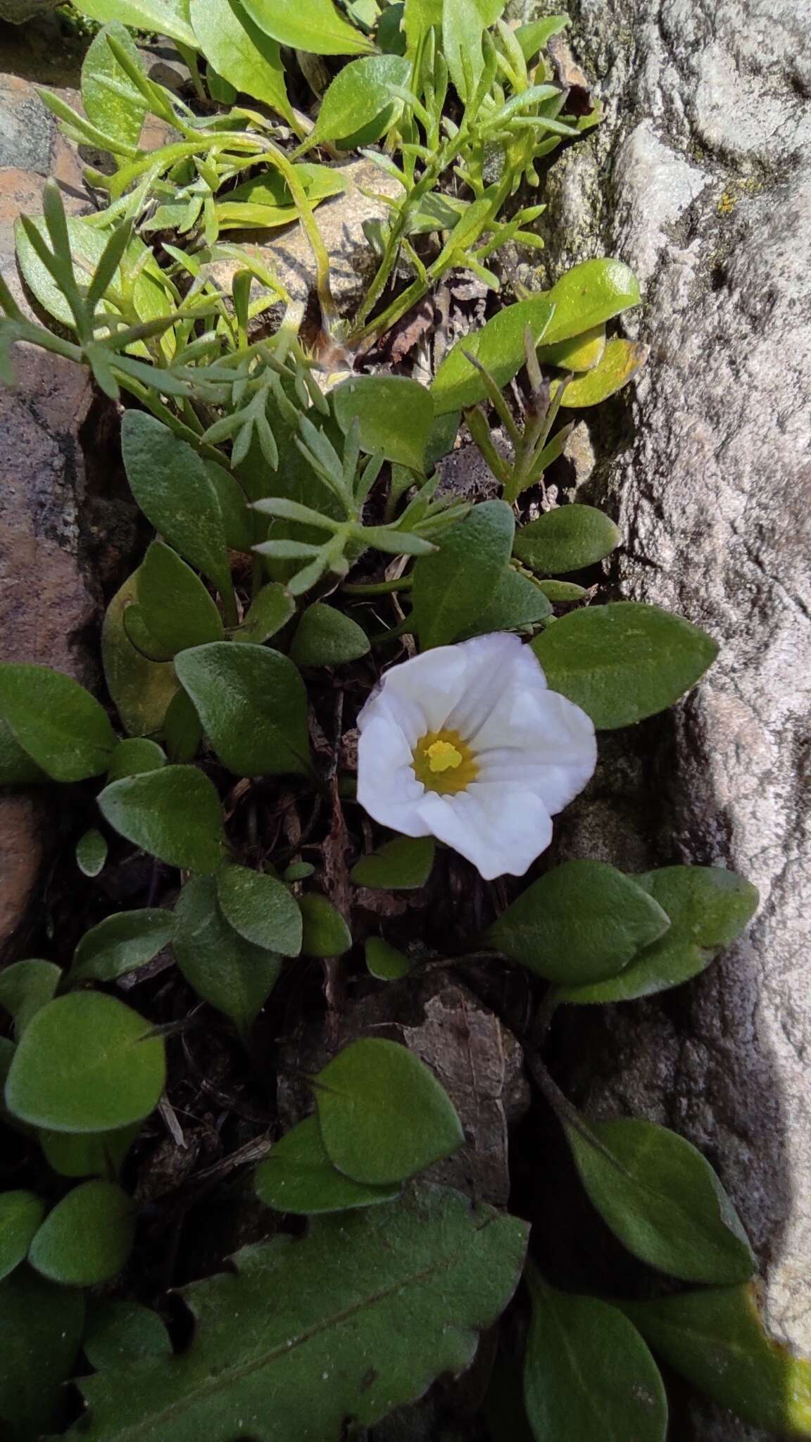 Image of Nierembergia repens Ruiz & Pav.