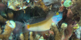 Image of Eyespot coralblenny