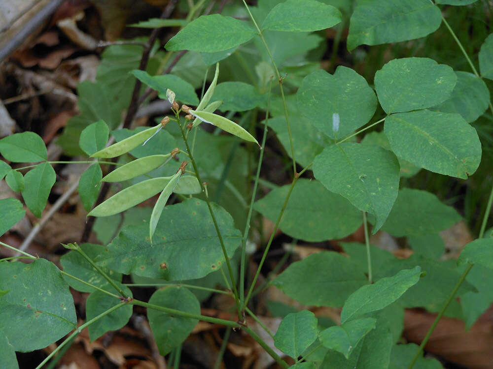 Слика од Vicia subrotunda (Maxim.) Czefr.