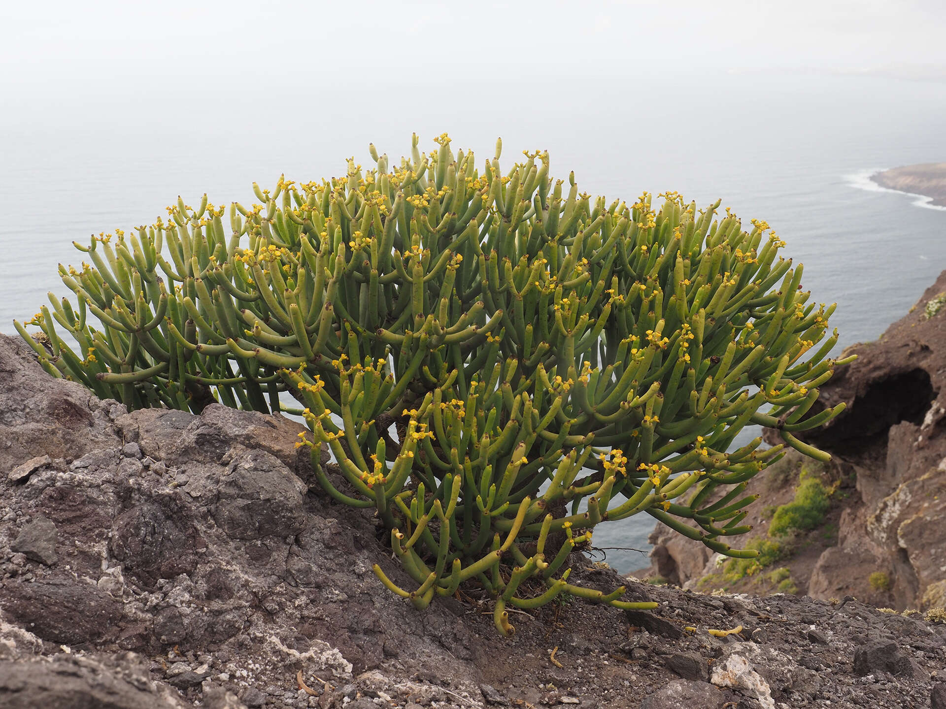 Слика од Euphorbia aphylla Brouss. ex Willd.