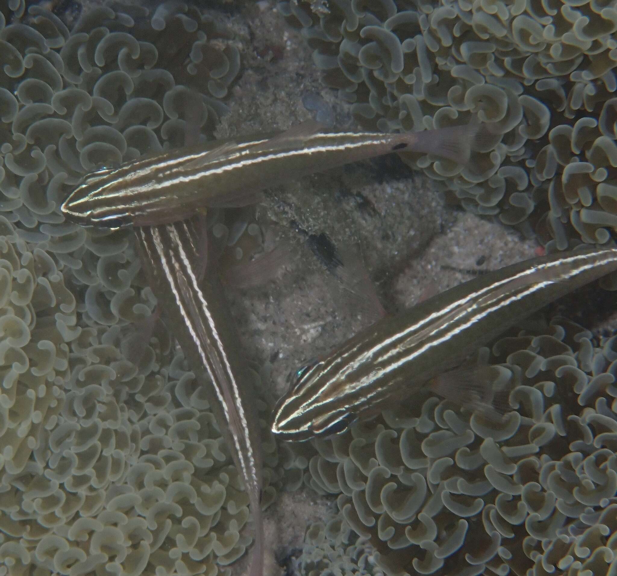 Image of Cardinal fish