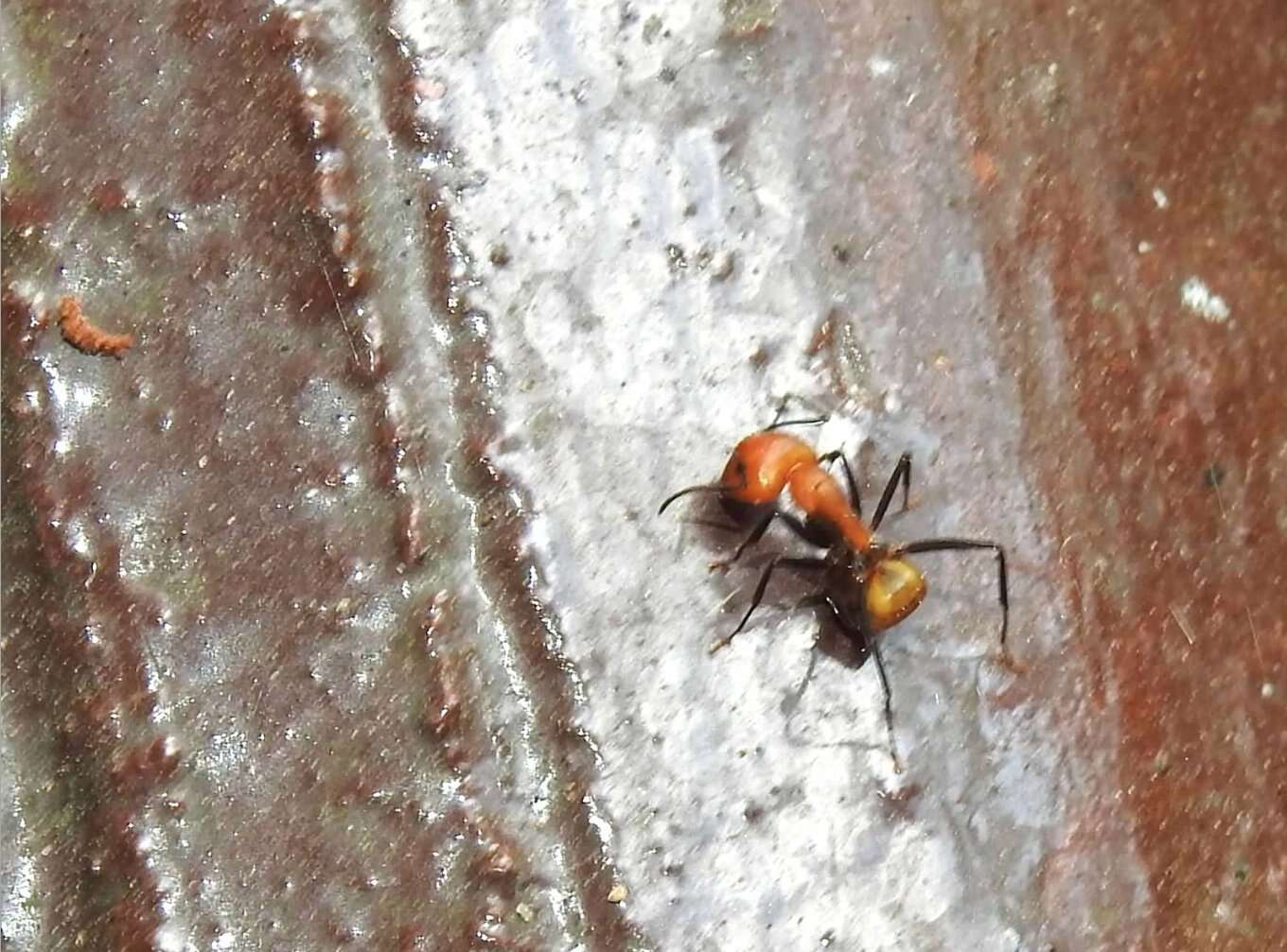 Слика од Camponotus nicobarensis Mayr 1865