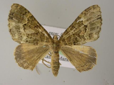 Image of Euphyia