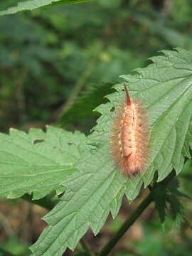 Слика од Calliteara pudibunda Linnaeus 1758