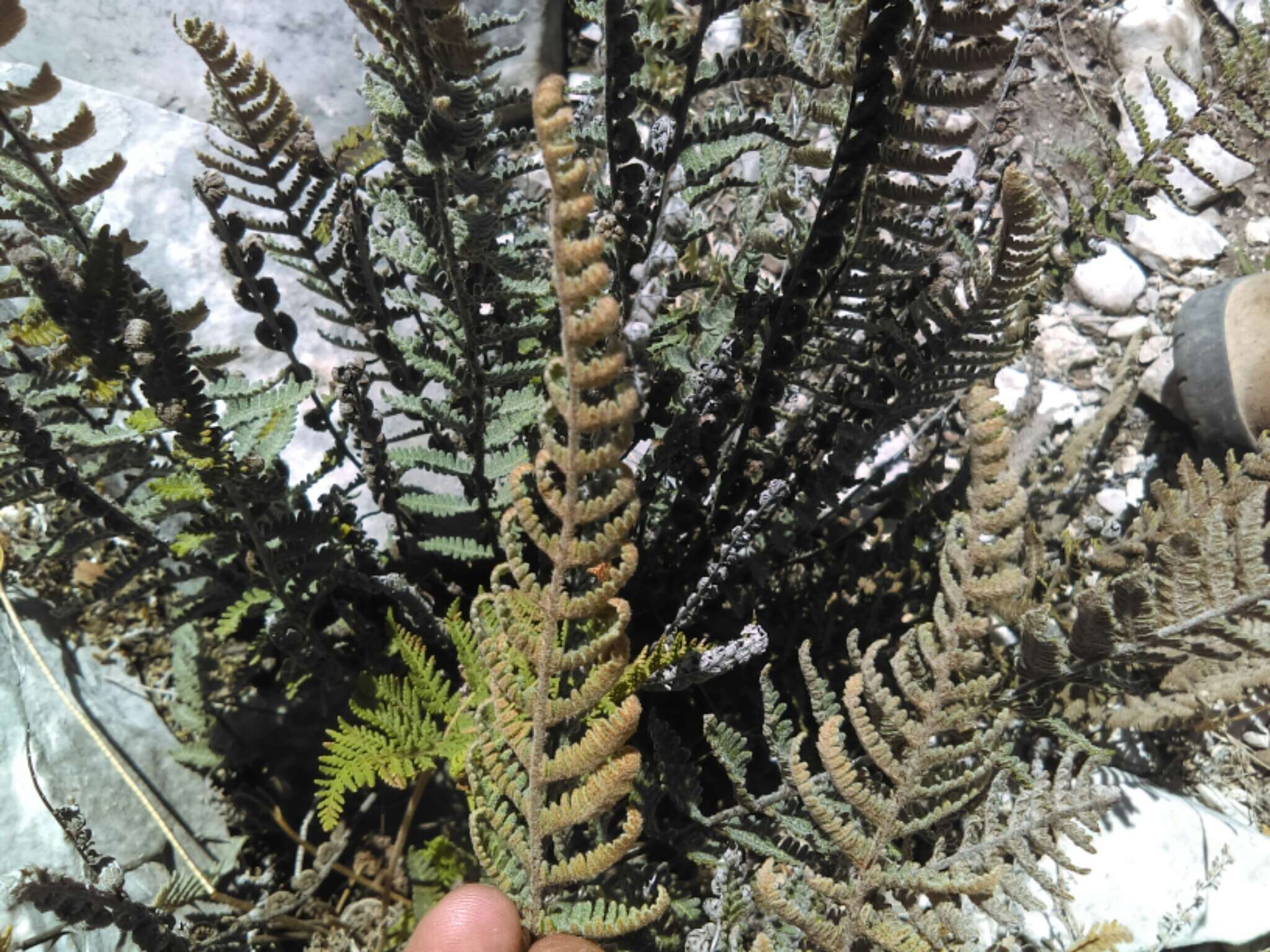 Image of scaled cloak fern